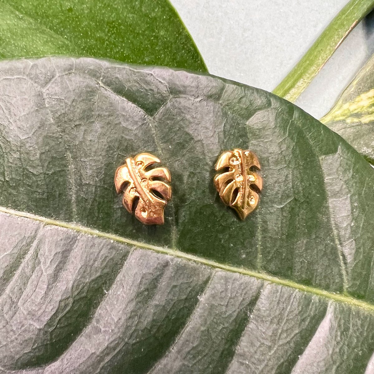 Monstera golden studs