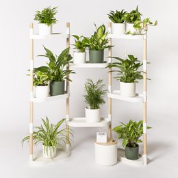This 8-tray plant shelves unit is a versatile and stylish way to display a variety of potted plants. The shelves are made of a durable white material and can hold up to 8 plants of various sizes. The modern, minimalist design allows the plants to be the focal point, creating a lush and vibrant display.