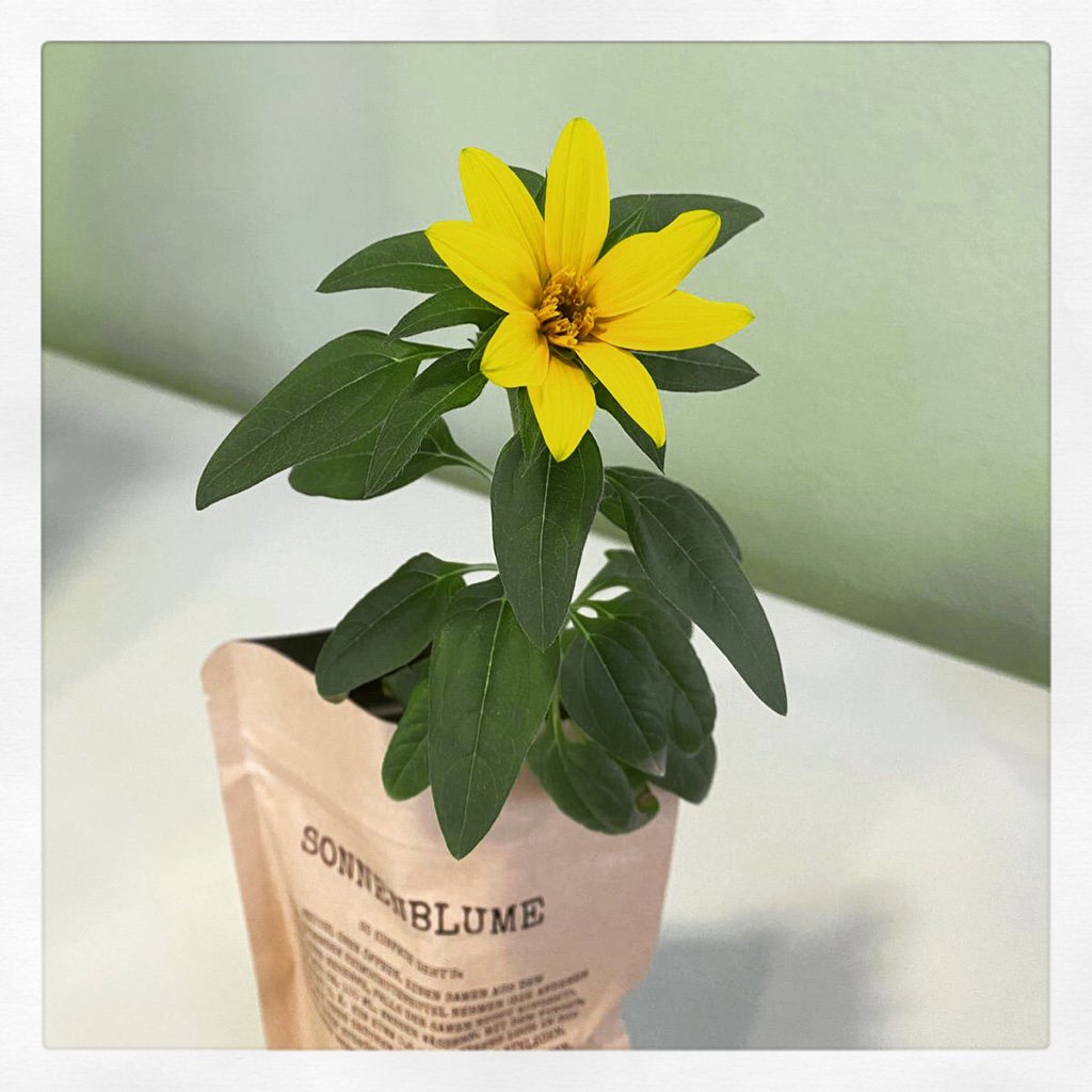 I love you international (sunflower)