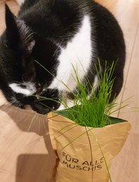 Home is where the cat is (Katzengras)