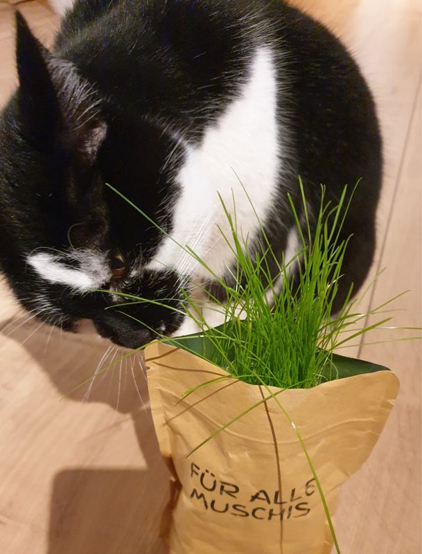 Home is where the cat is