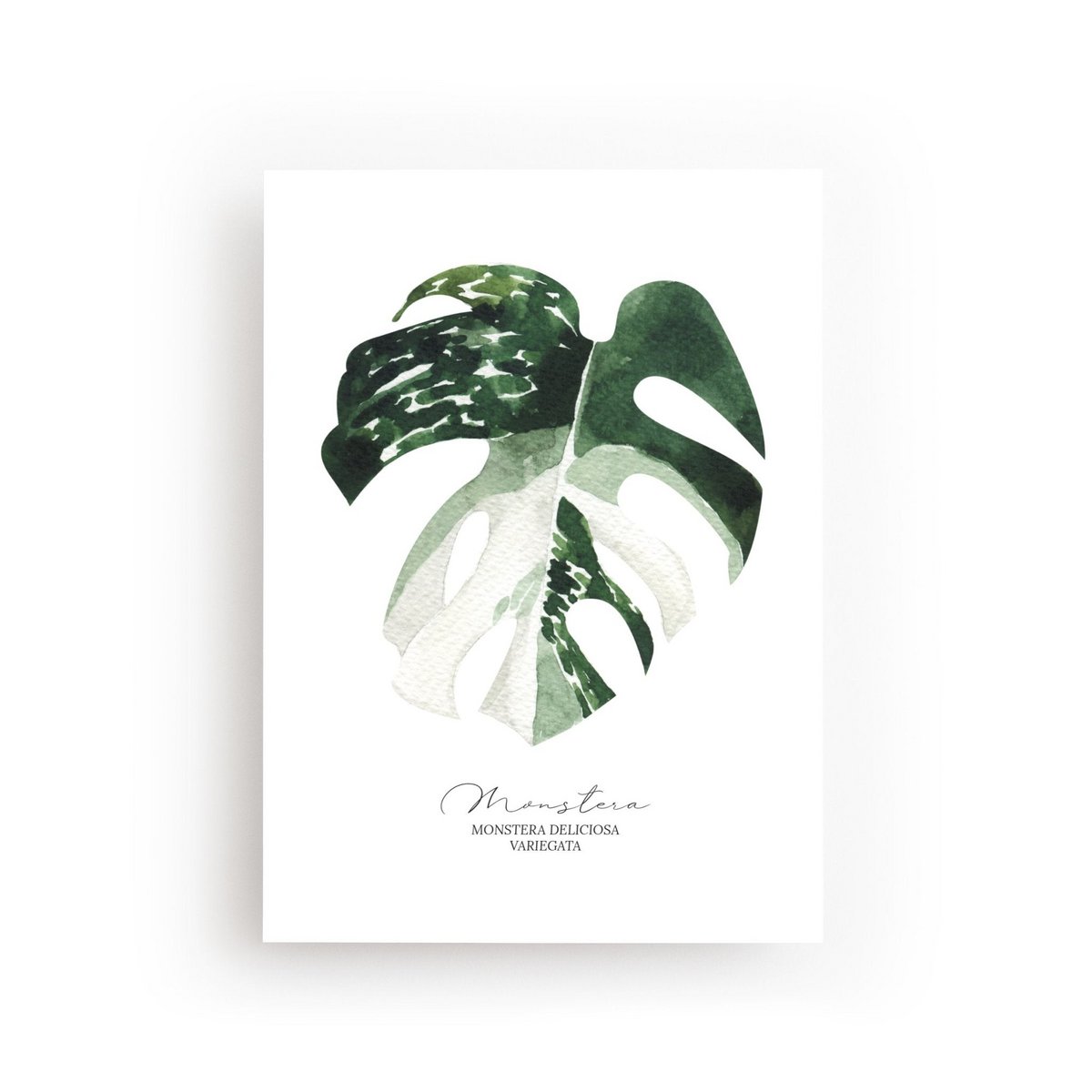 Postal Monstera