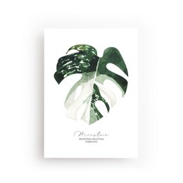 Monstera postkort