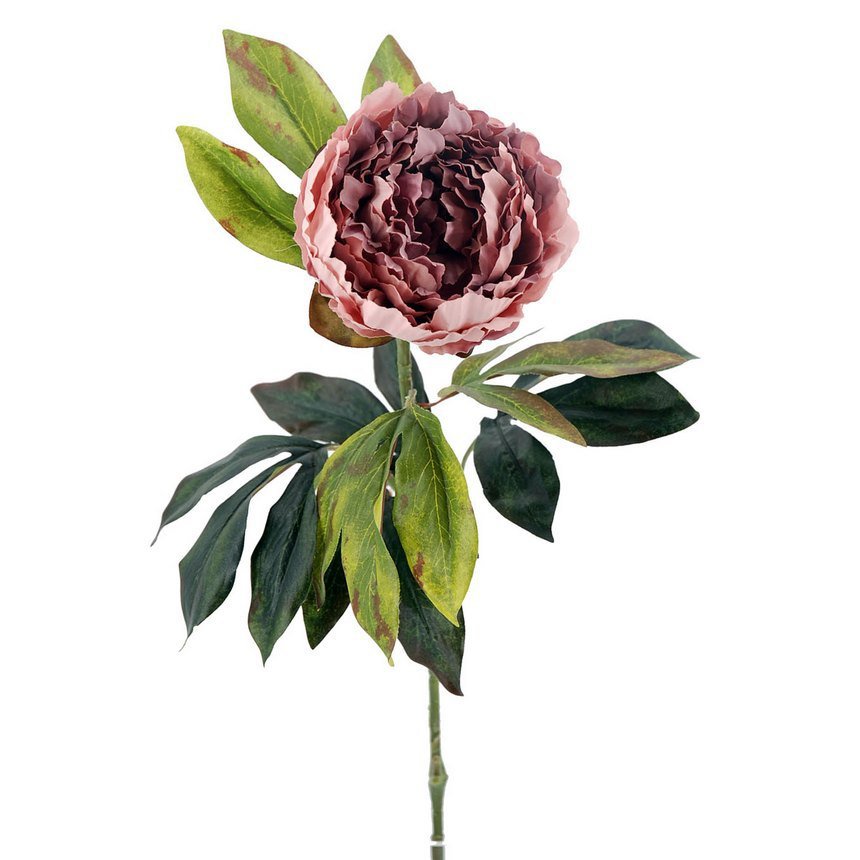 Peonia X1 M.Ter.lila 75cm(12)