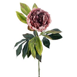 Peonia X1 M.Ter.lila 75cm(12)