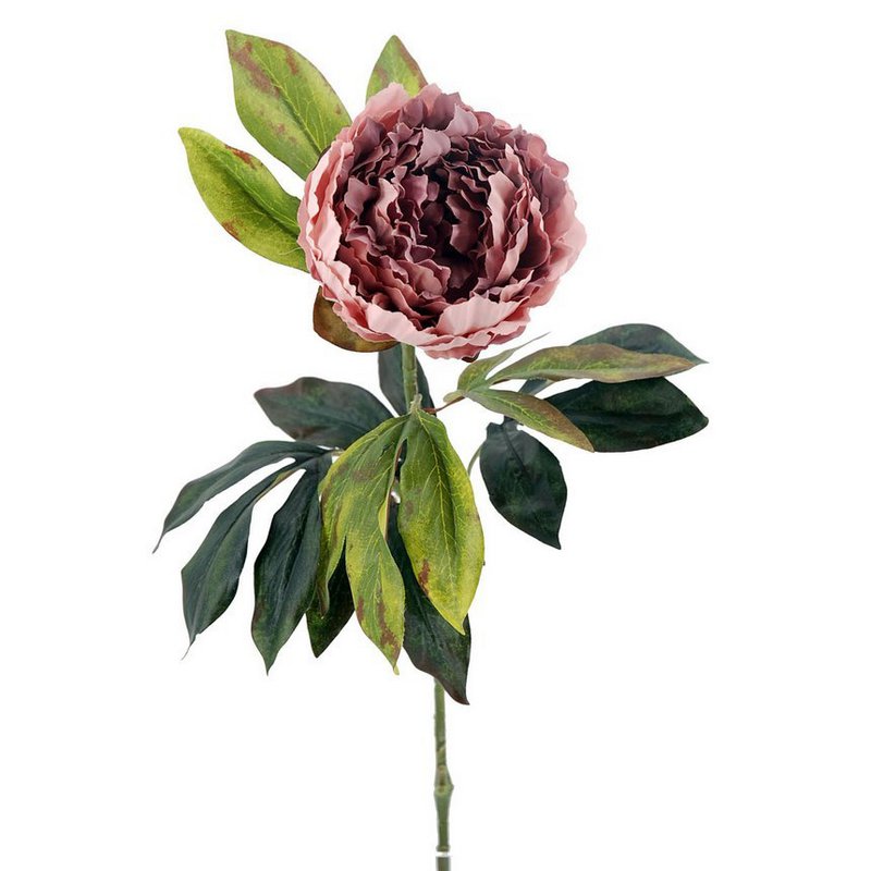 Peonia X1 M.Ter.lila 75cm(12)