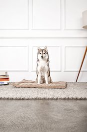 Hundedecke Emma Beige (vegansk)