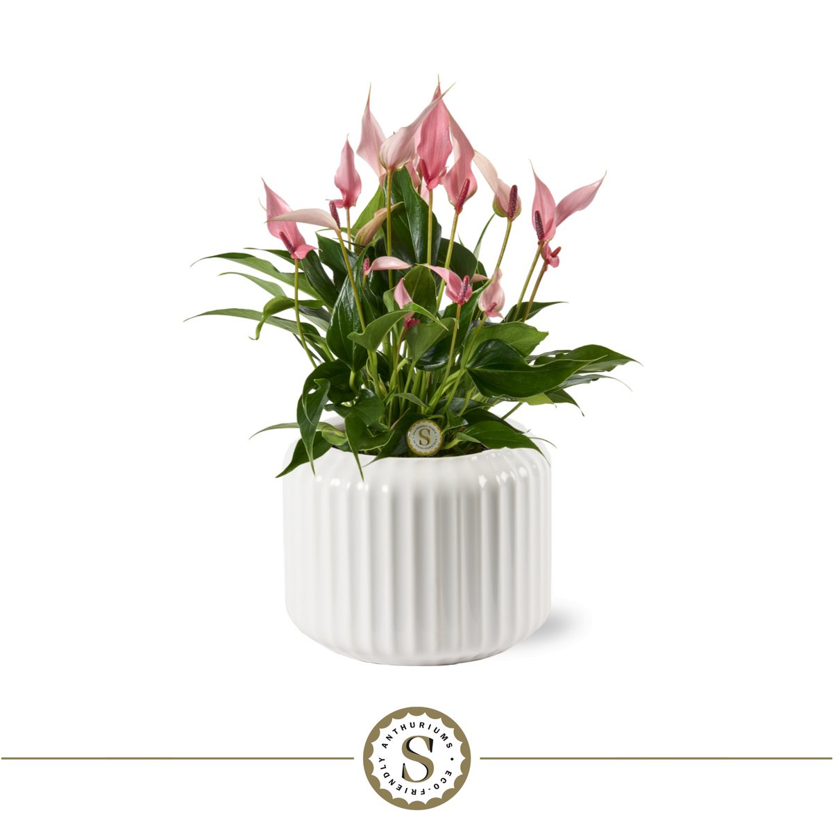 Bologne White Lilli