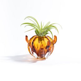 Mały wazon z kaktusem (z rośliną Tillandsia)