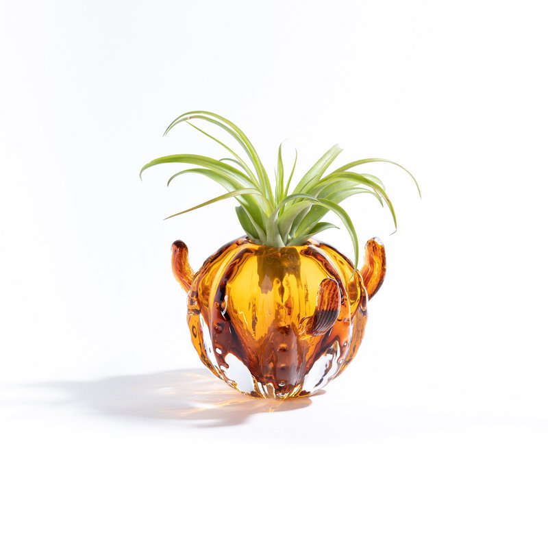 Mały wazon z kaktusem (z rośliną Tillandsia)