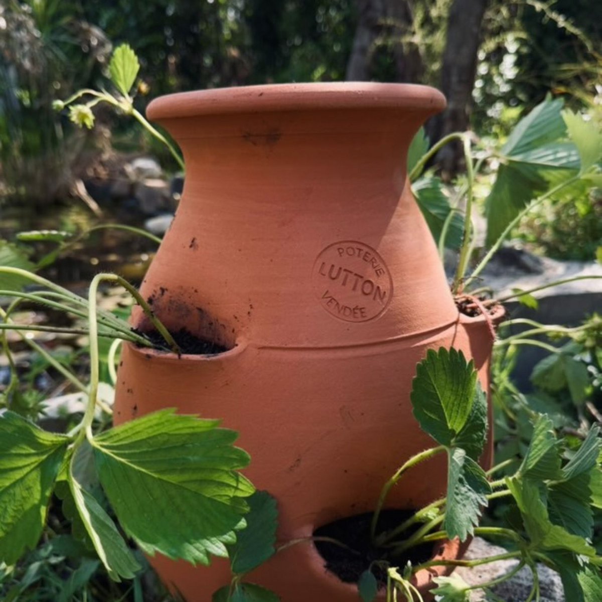 aardbeien boom