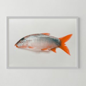 Riso Artprint Fisch Neko, Risographie, DIN A3