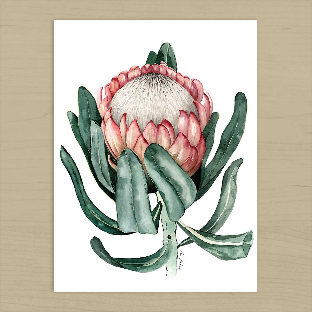 Prothea Flower Art Print