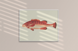 Snapper
