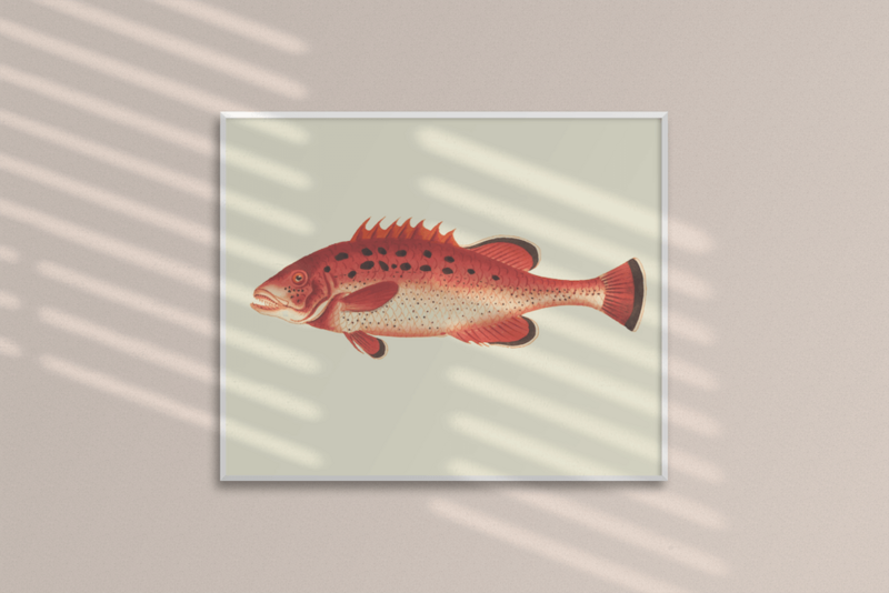 Schnapper