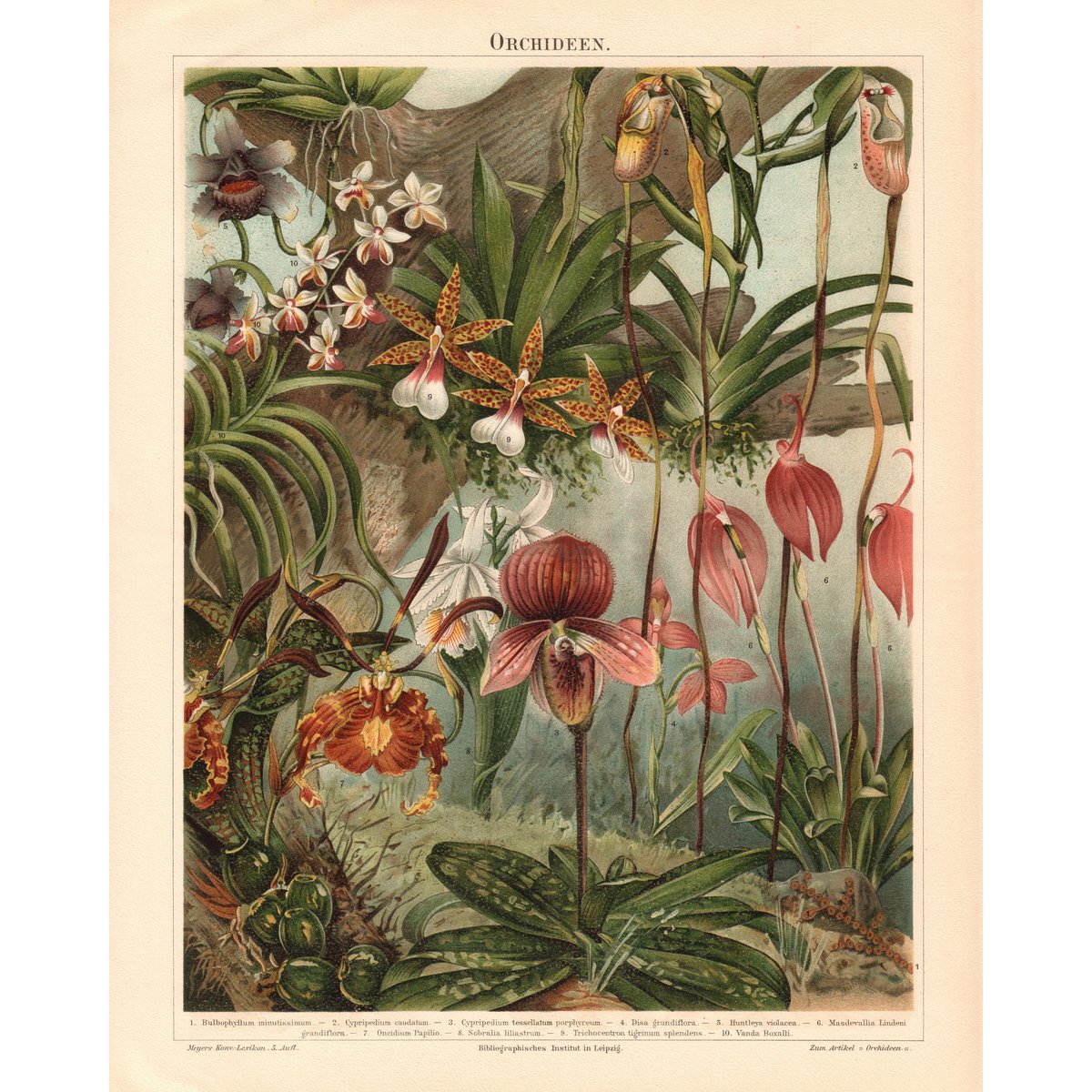 Orchid Vintage Flowers Gift Card Velvet Touch
