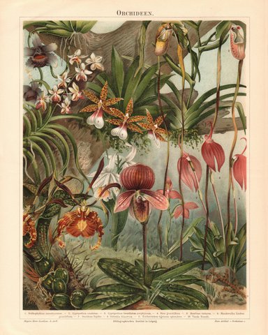 Orchid Vintage Flowers Gift Card Velvet Touch