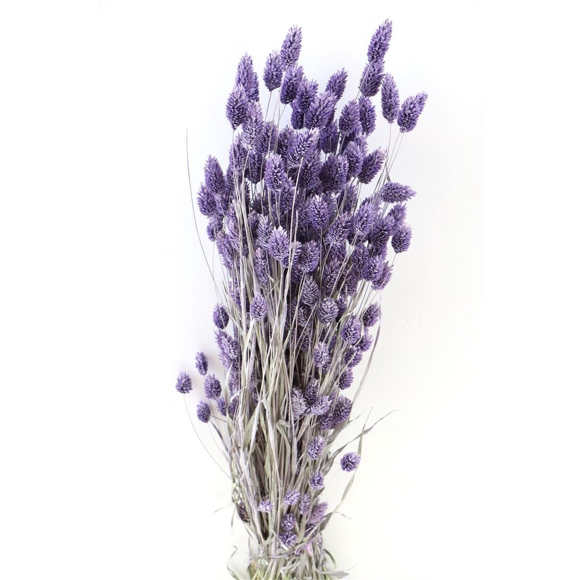 Phalaris - 60 cm - Kwiaty suszone
