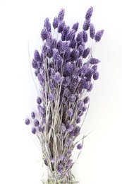 Phalaris - 60 cm - Dried flowers