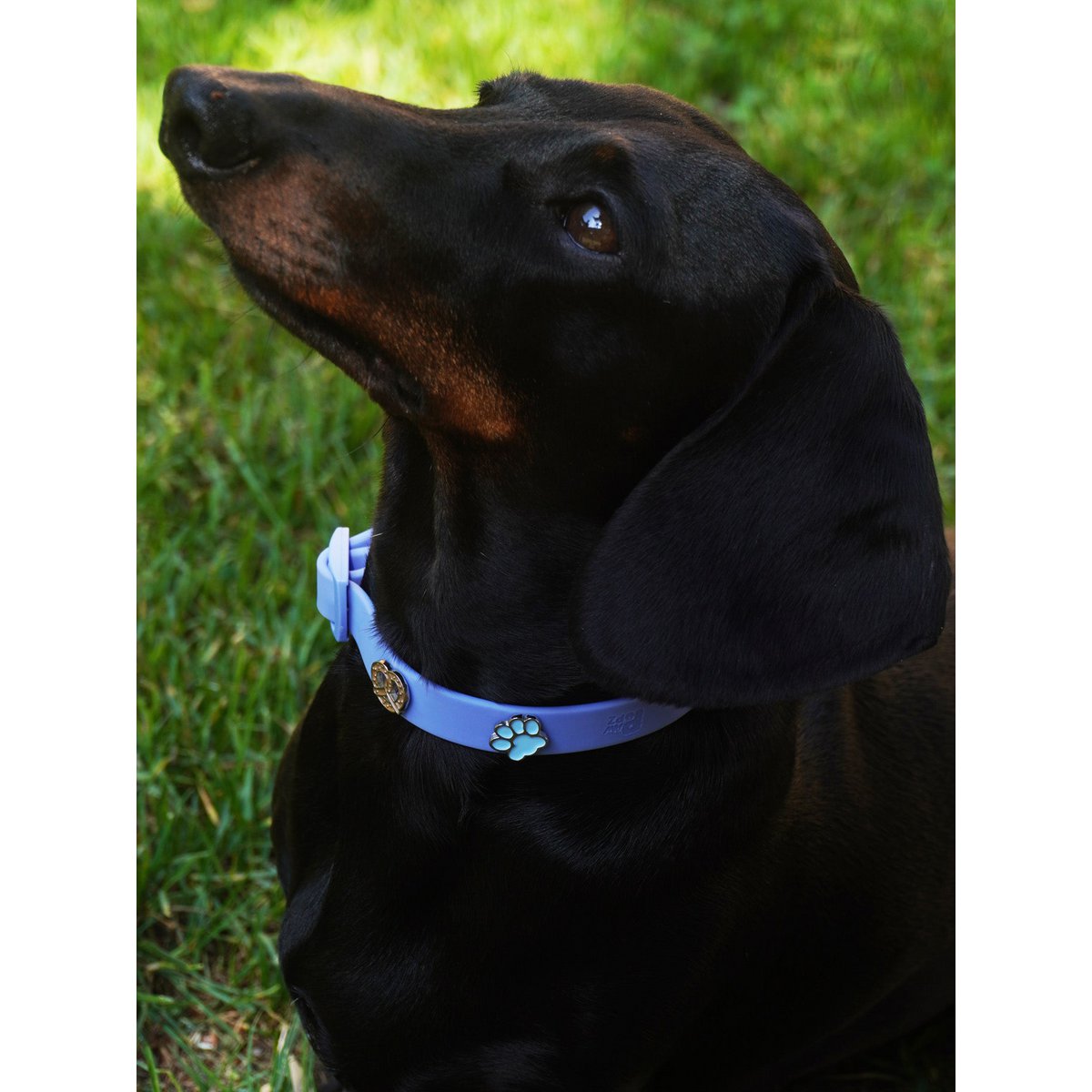 Paw Dog Collar vedhæng