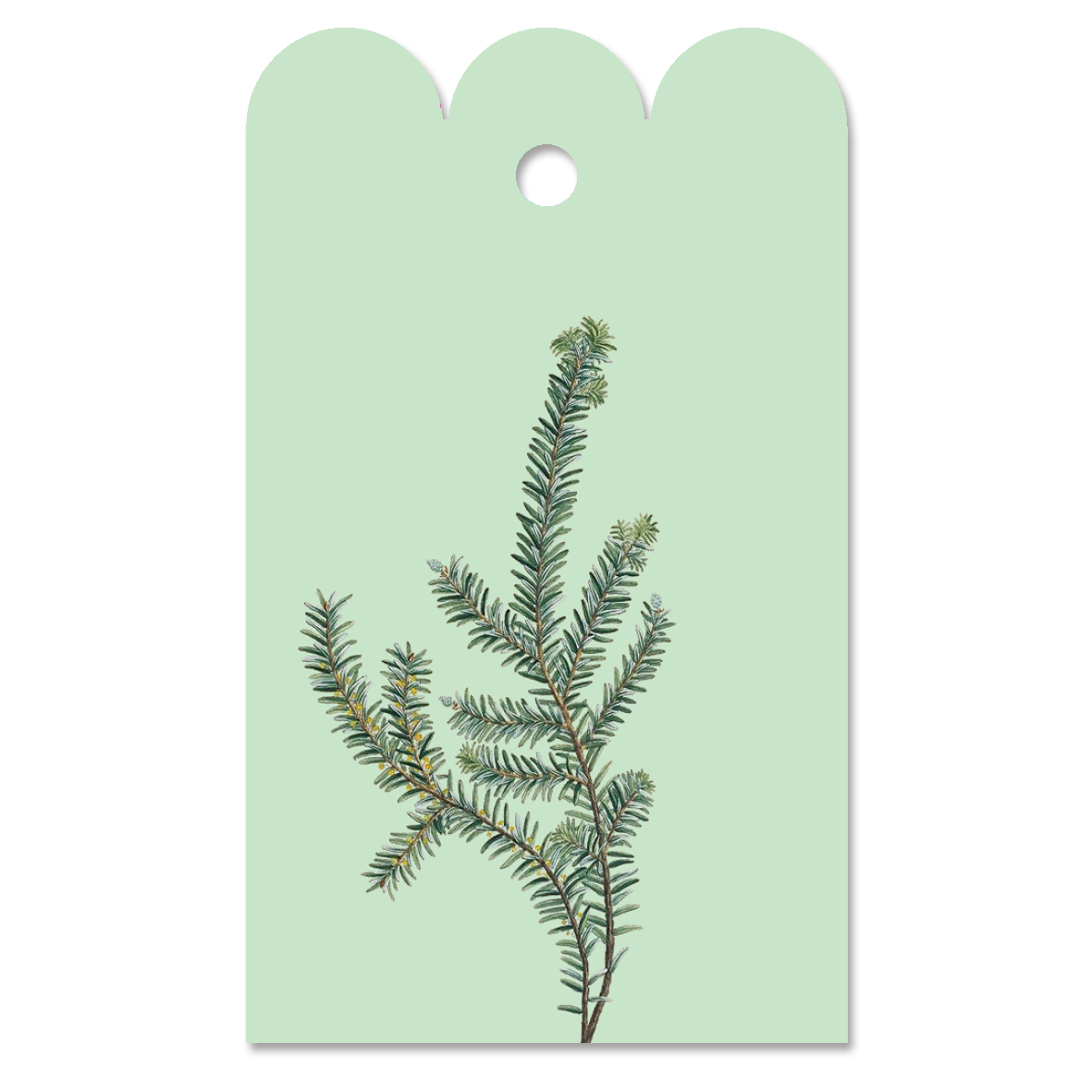 Gift Tag Abies