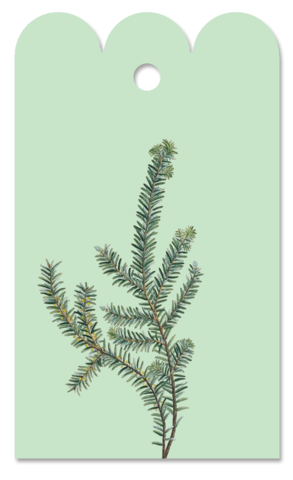 Gift Tag Abies