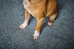 ORTHO Hundebett - SCALA