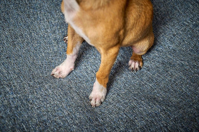 ORTHO Hundebett - SCALA