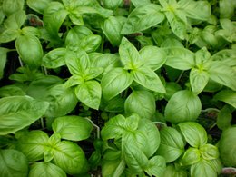 Lad den vokse Grow Garden - Basil