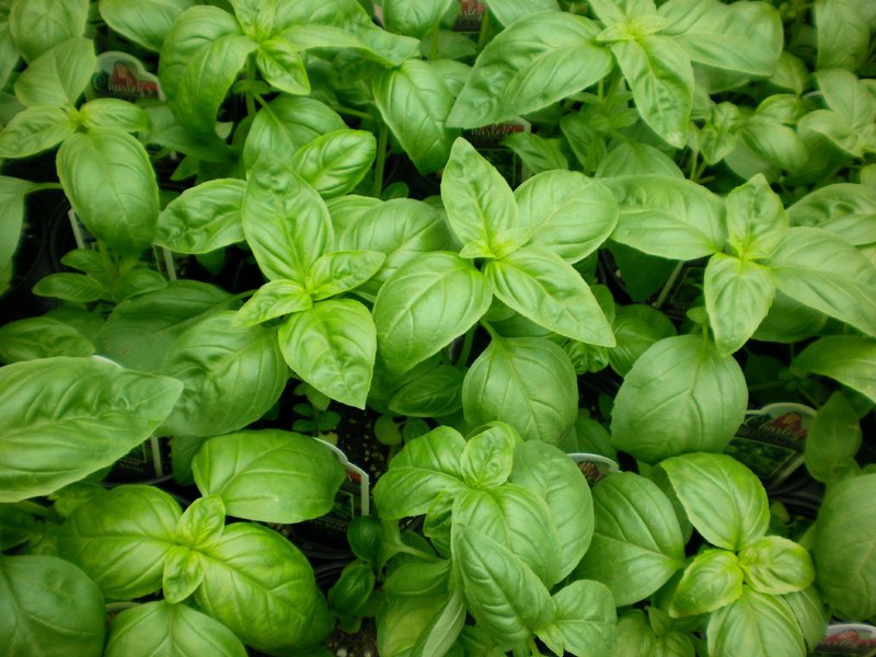 Lad den vokse Grow Garden - Basil