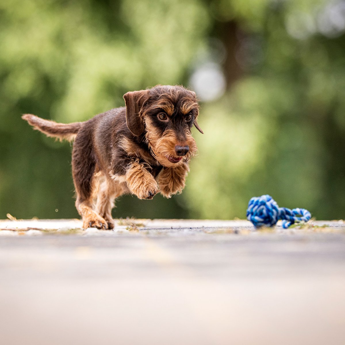 Mini sling ball - cult toy for dogs