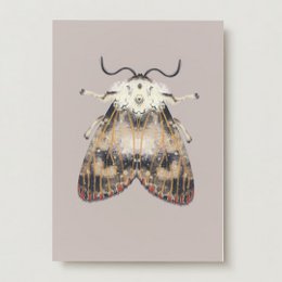 Greeting card with a colorful moth illustration featuring red dots and intricate patterns.