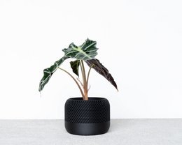 APPLE indendørs plantekasse