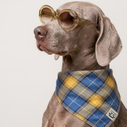  "Two cotton bandanas with blue and yellow plaid pattern, reversible scarves"