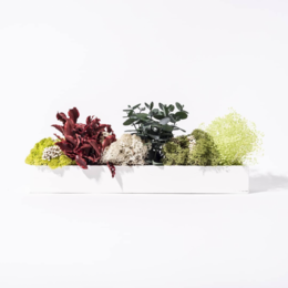 Stabilized bar, 40 cm, decorative object made of various green and red leaves and plants.