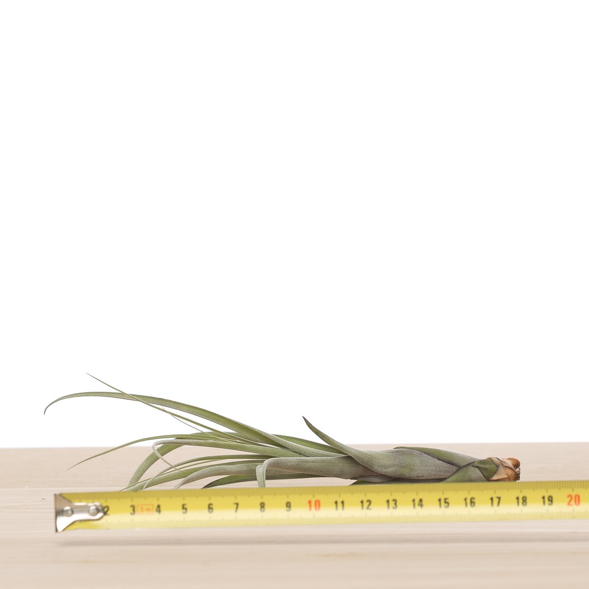 Tillandsia balbisiana
