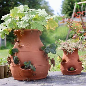 strawberries tree