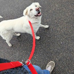 Waterproof multi-position leash Red