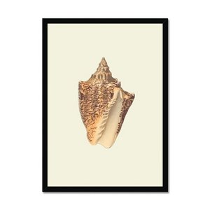 Triplofusus
