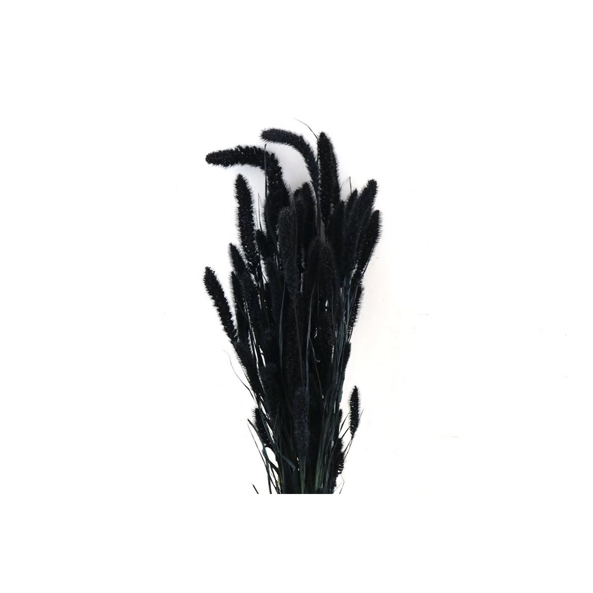 Fleurs séchées - Setaria - 70 cm