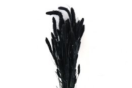 Fleurs séchées - Setaria - 70 cm