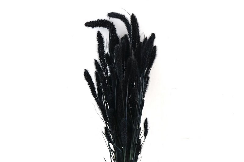 Fleurs séchées - Setaria - 70 cm