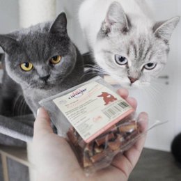 Katte snack katte spaghetti 30g x 12