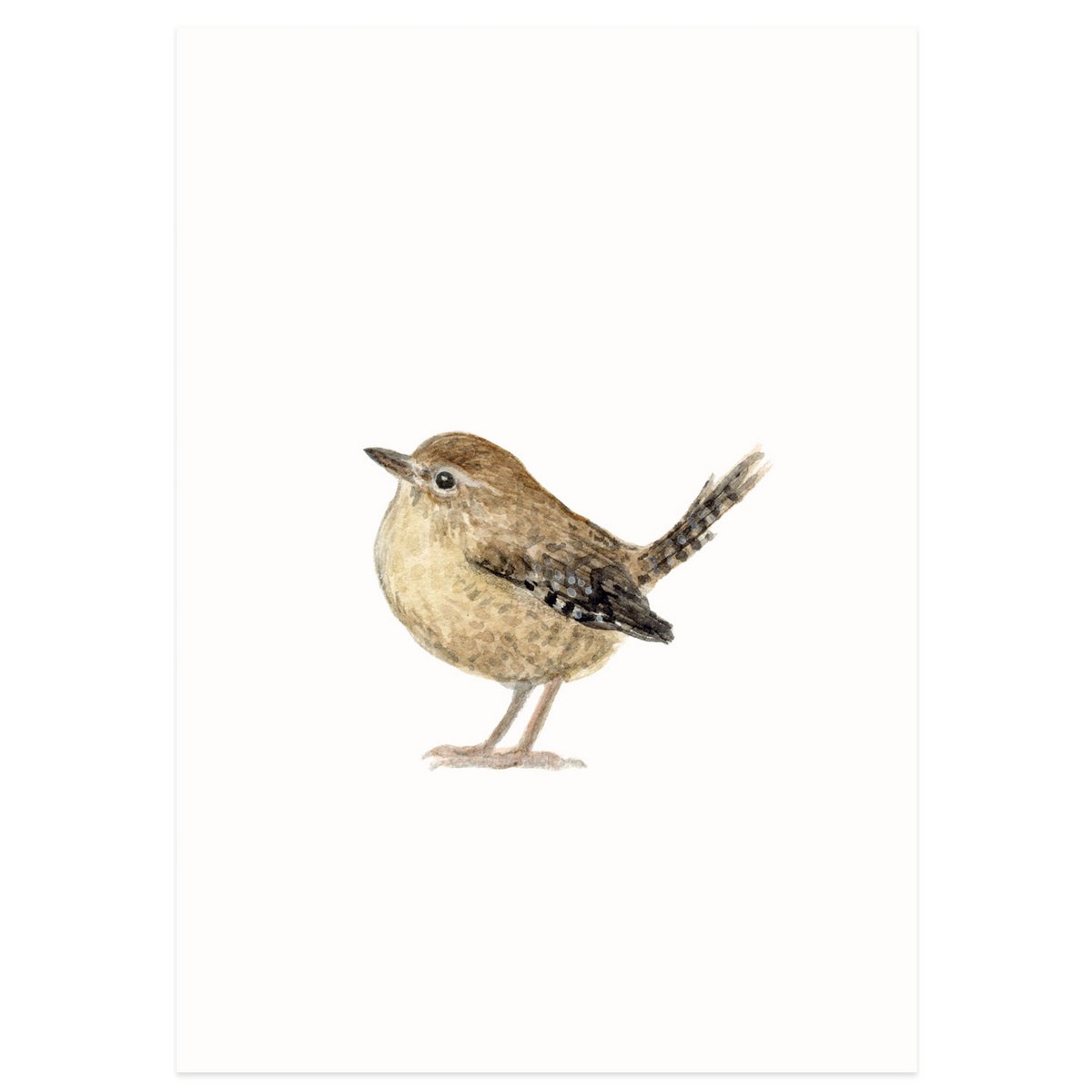 postcard | Wren watercolor