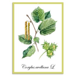 Blechschild - Corylus nocciola L 20x30cm