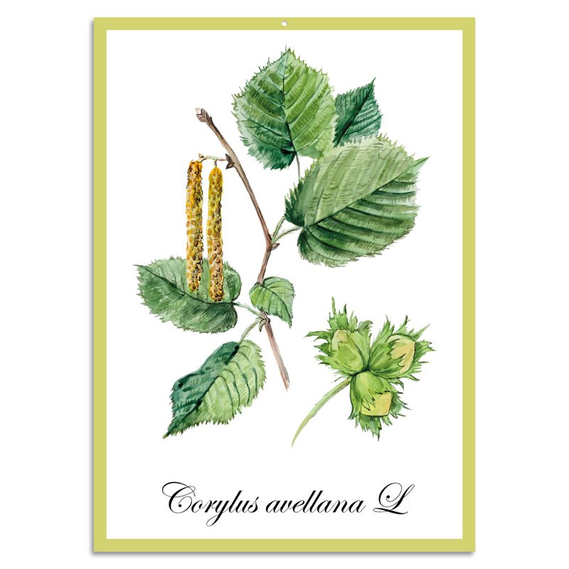 Blechschild - Corylus hasselnød L 20x30cm