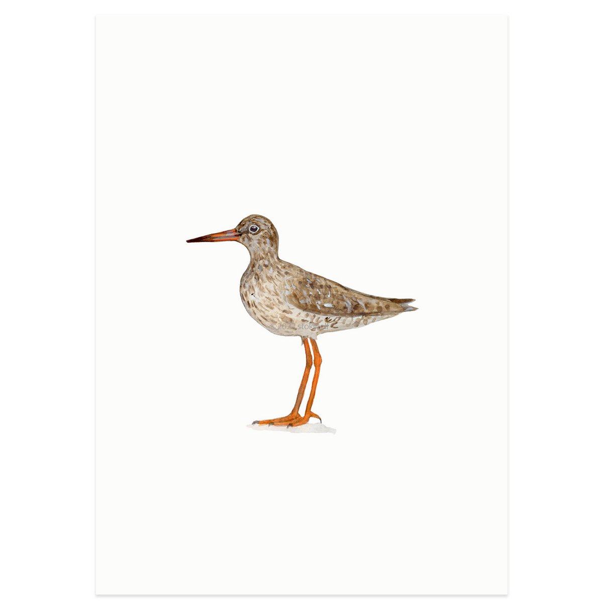postcard | Redshank