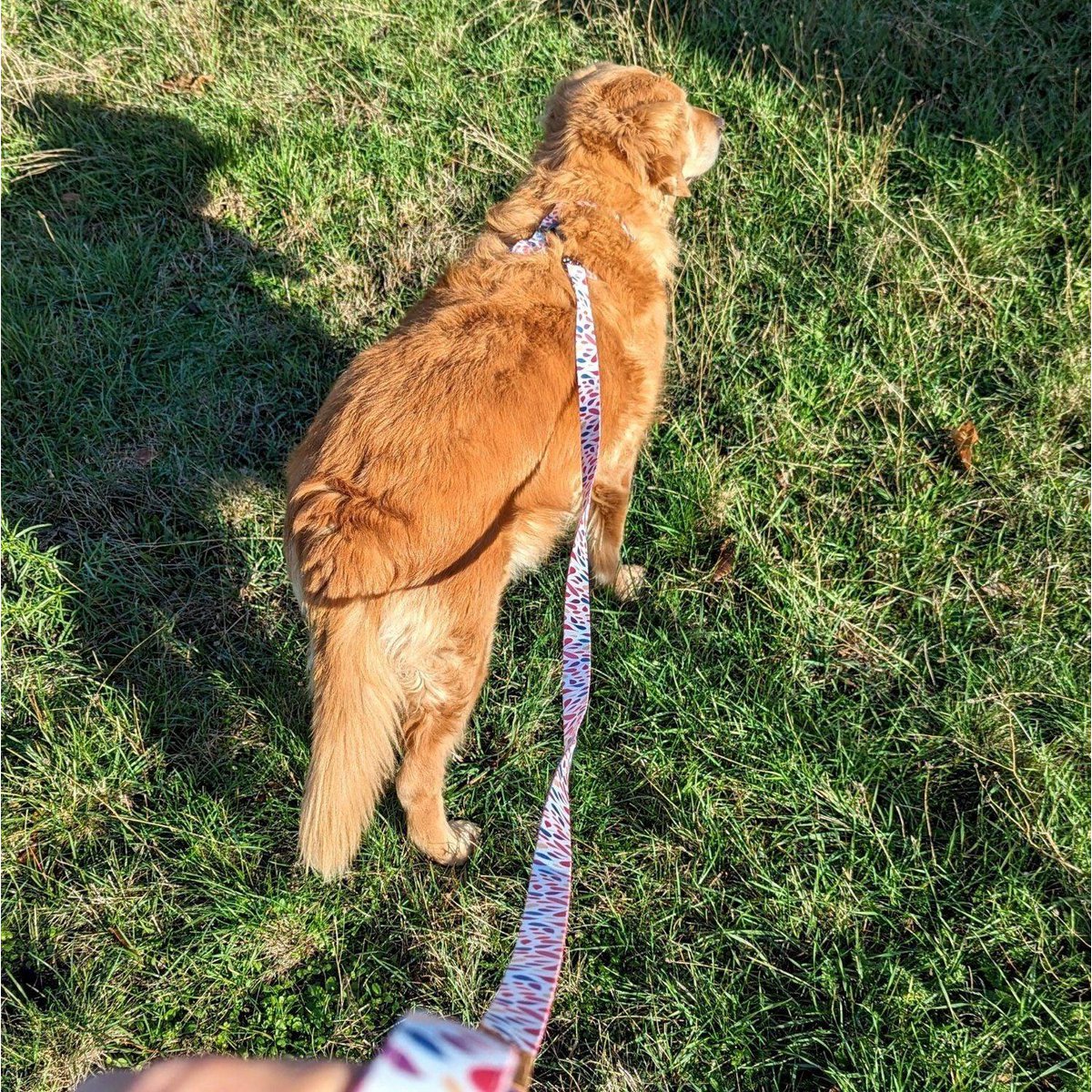 Petals dog leash