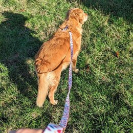 Petals dog leash