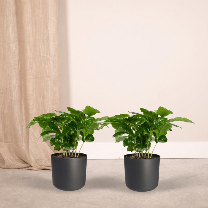2x Coffea Arabica - Coffee plant - 25cm - ø12